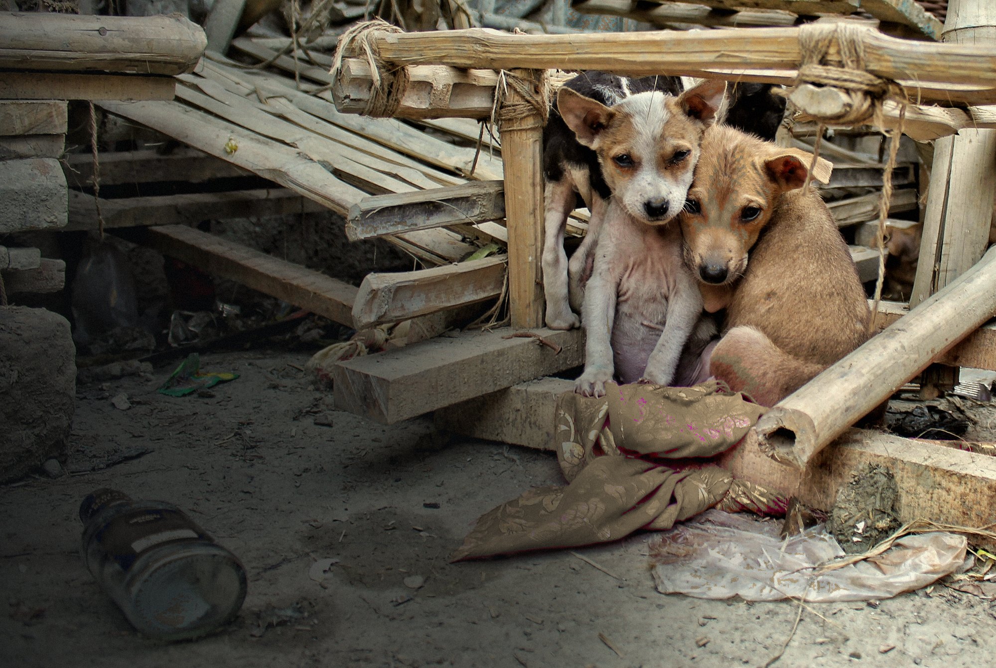 Two rescued stray puppies hugging each other