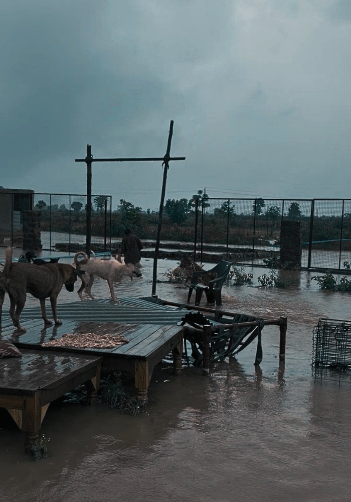 Rescued animals during the flood at Pawsomeland Foundation