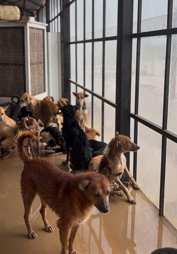 Rescued animals during the flood at Pawsomeland Foundation