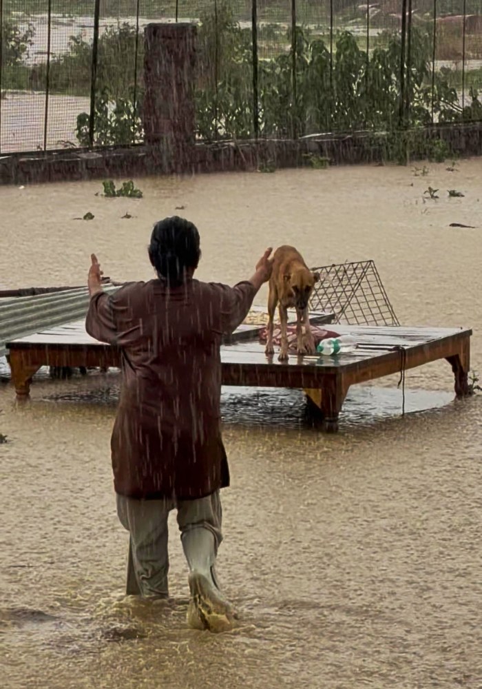 Rescued animals during the flood at Pawsomeland Foundation