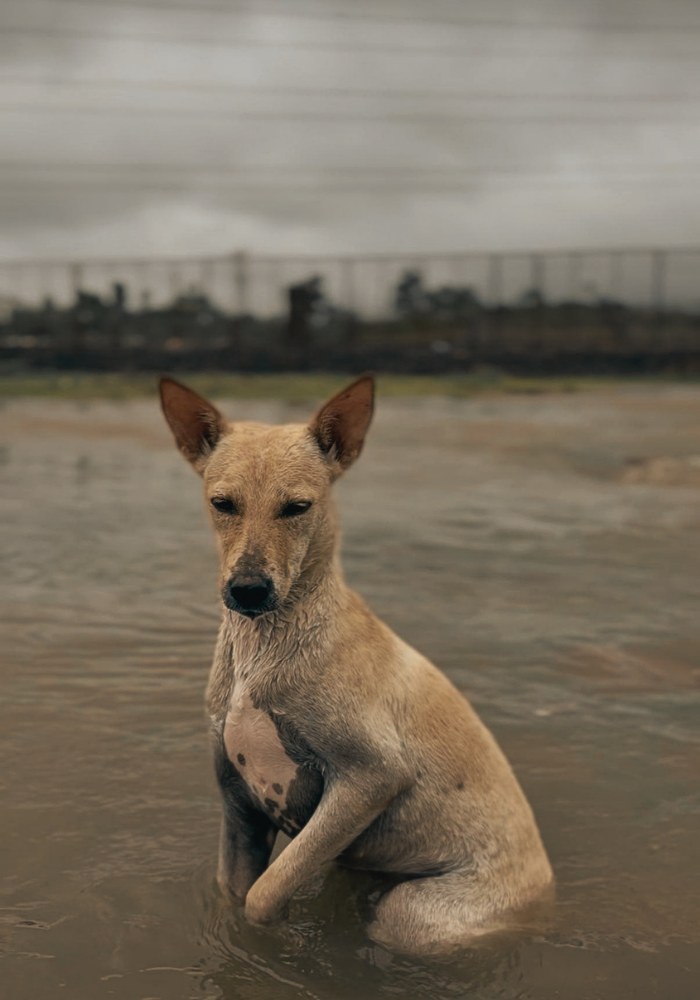 Rescued animals during the flood at Pawsomeland Foundation