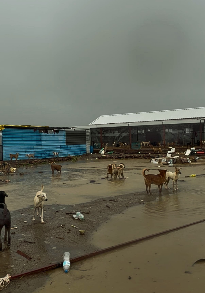 Rescued animals during the flood at Pawsomeland Foundation