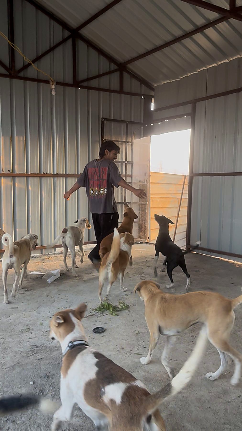 A rescuer surrounded by the rescued pack at the sanctuary