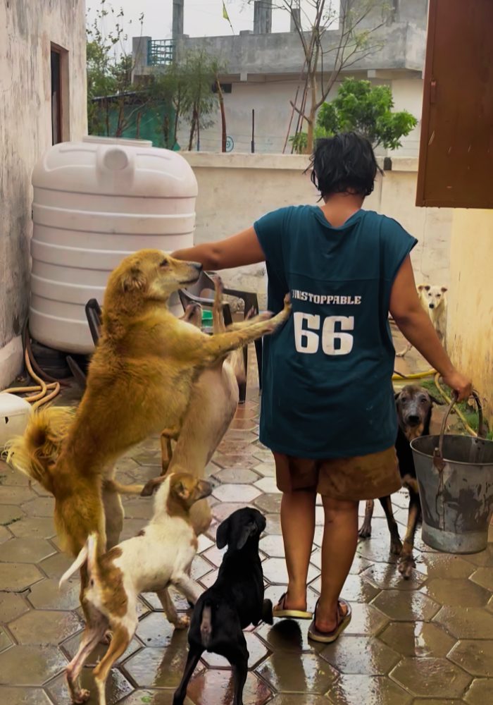 A caretaker walks through the yard with a pack of rescued dogs
