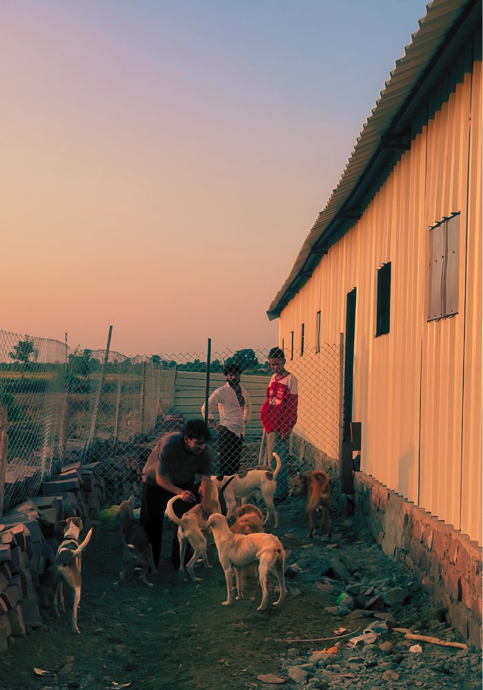 Dogs gathered with their rescuer at the shelter at sunset