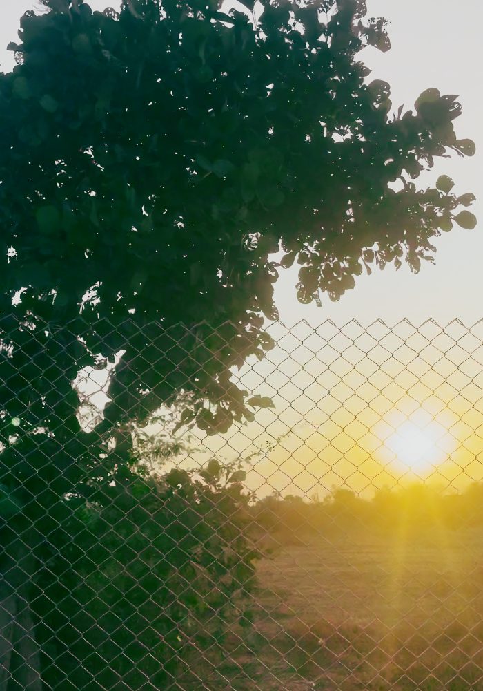 The one-acre land at sunset, framed by trees and fencing