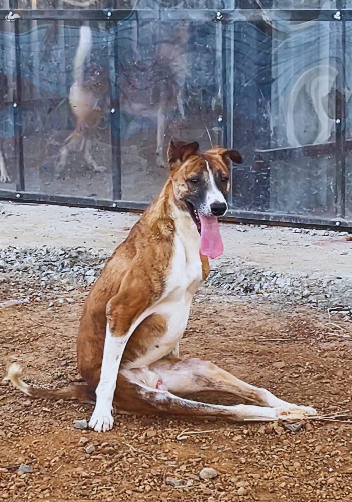 A rescued dog resting calmly outside the new shelter