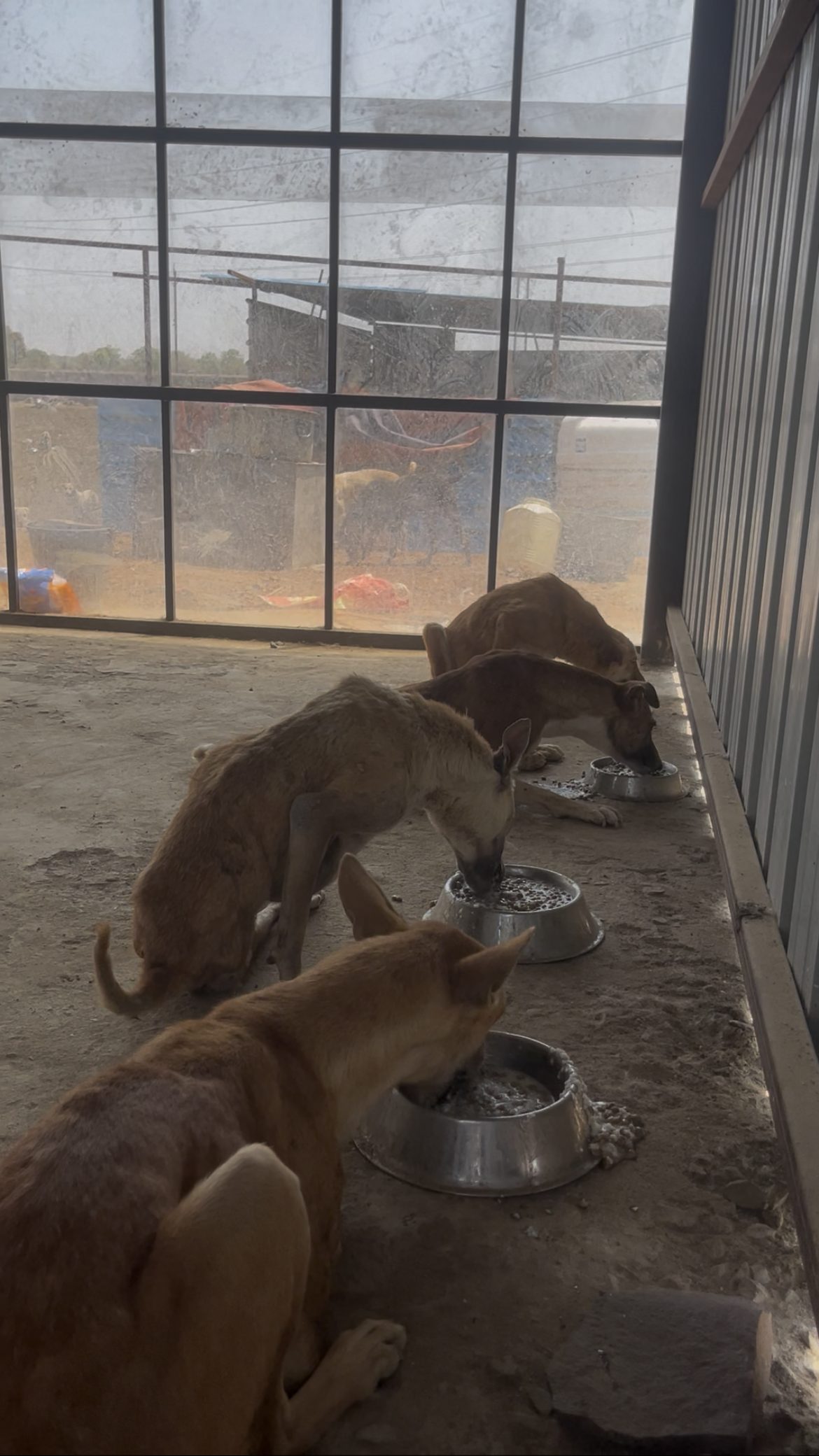 Rescued dogs eating from bowls at mealtime